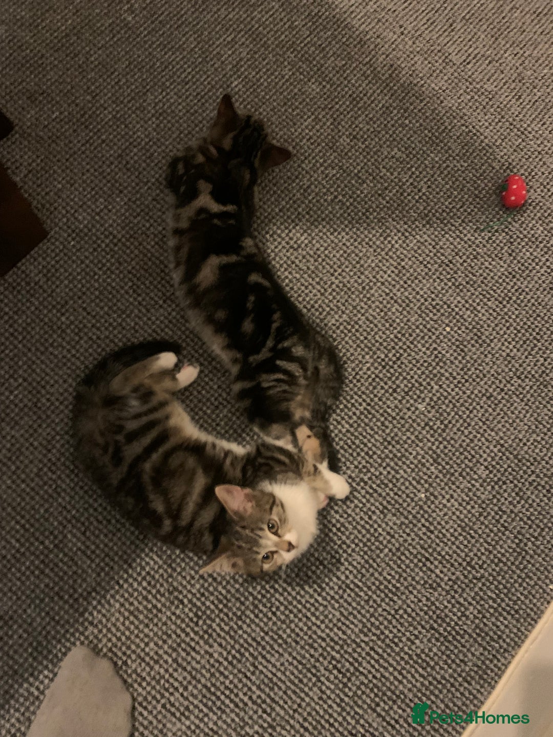 British Shorthair cats for sale: Cats for rehoming  - Image 6