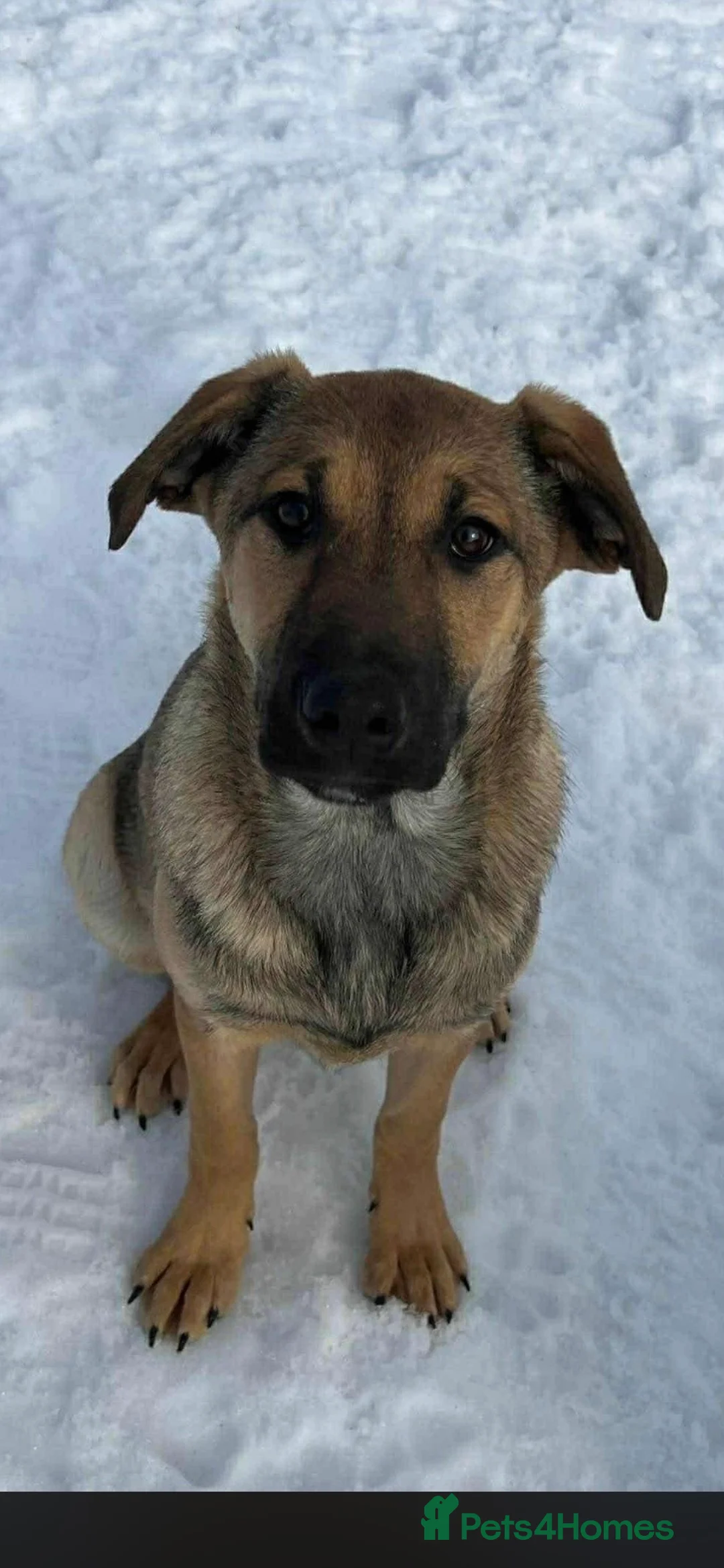 Mixed Breed dogs for adoption: 🍀 YOUR LUCKY FOUR-LEGGED CLOVER IS WAITING 🍀 - Advert 1