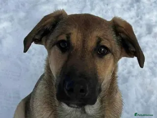 Mixed Breed dogs 🍀 YOUR LUCKY FOUR-LEGGED CLOVER IS WAITING 🍀 - Advert 2