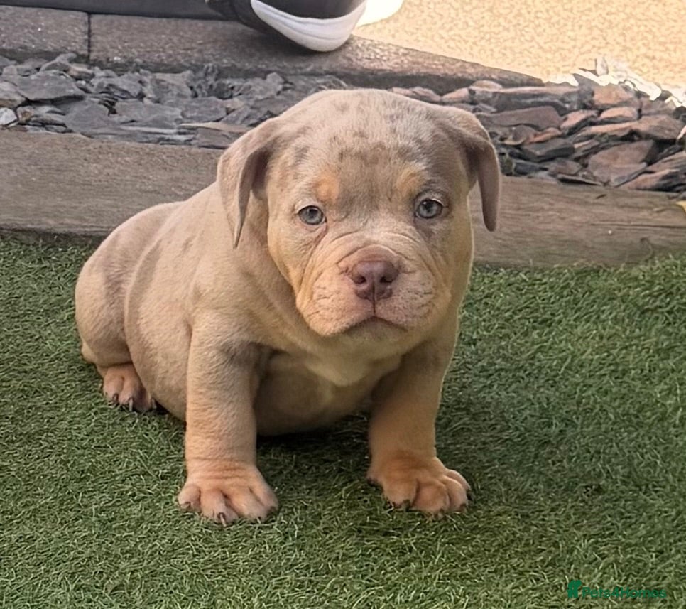 American Bully dogs Top quality pocket bully pup, ready now - Advert 4