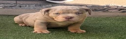 American Bully dogs for sale: Top quality pocket bully pup, ready now in Alloa - Advert 1