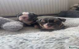 English Bulldog dogs for sale: Quality English Bulldog Puppies /DNA Tested Pare - Image 37