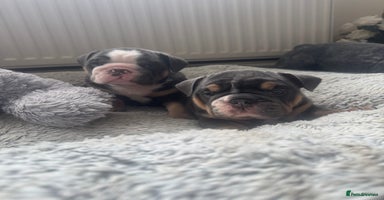 English Bulldog dogs - Advert 8