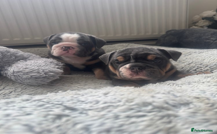 English Bulldog dogs - Advert 6