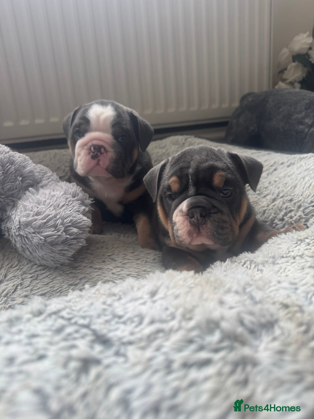 English Bulldog dogs for sale: Quality English Bulldog Puppies /DNA Tested Pare - Image 37