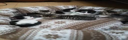 British Shorthair cats for sale: 1 boys,6girls - Advert 11