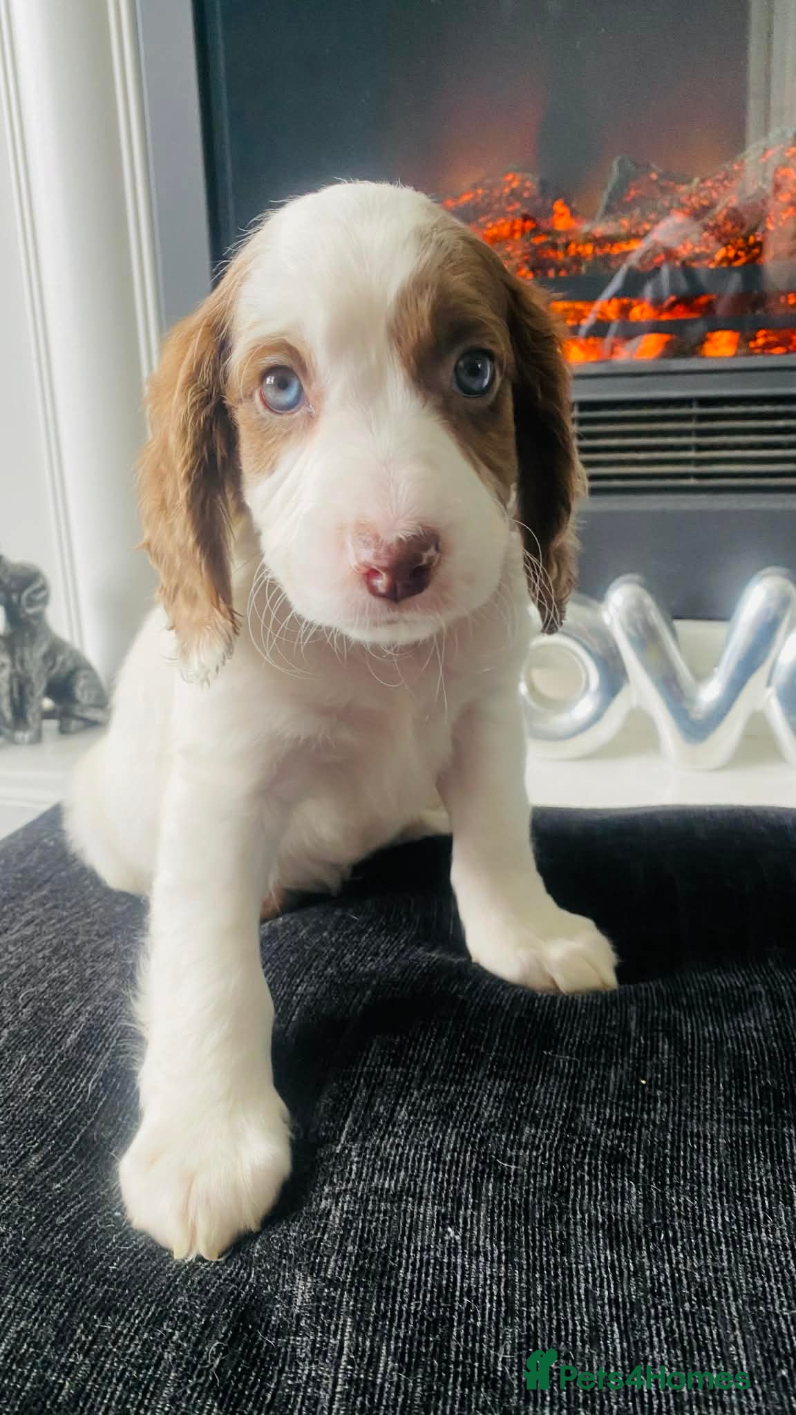 Sproodle dogs Last 2 boys💕ready now 💕 Sprockerpoo Puppies🐶💕 - Advert 1