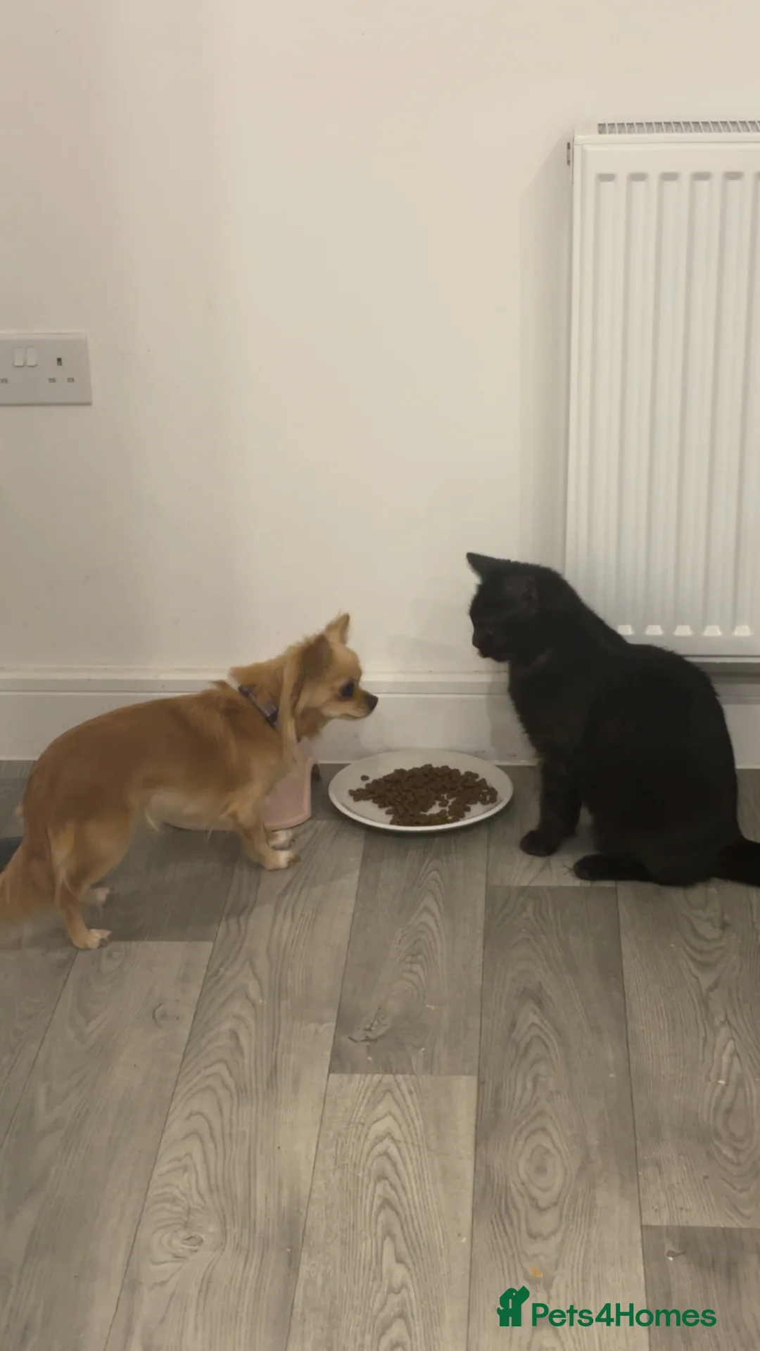 Mixed Breed cats for sale: Lovely friendly cat - Advert 2