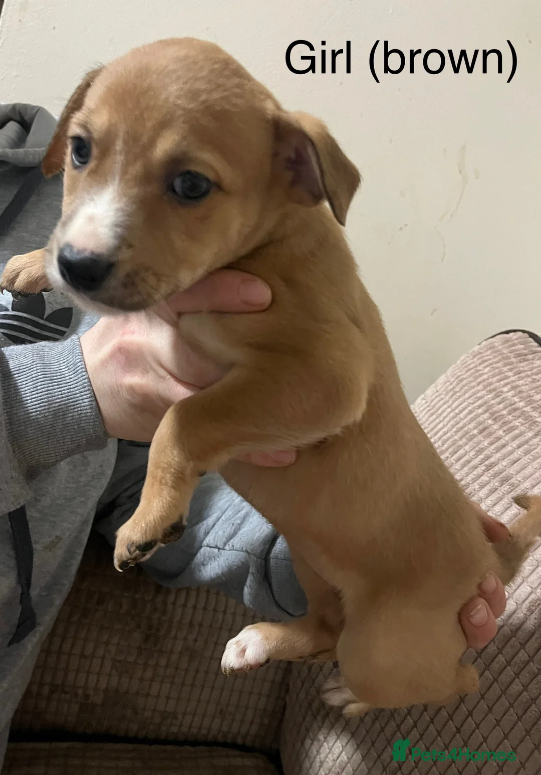 Mixed Breed dogs for sale: Staffy cross Lurcher  - Advert 3