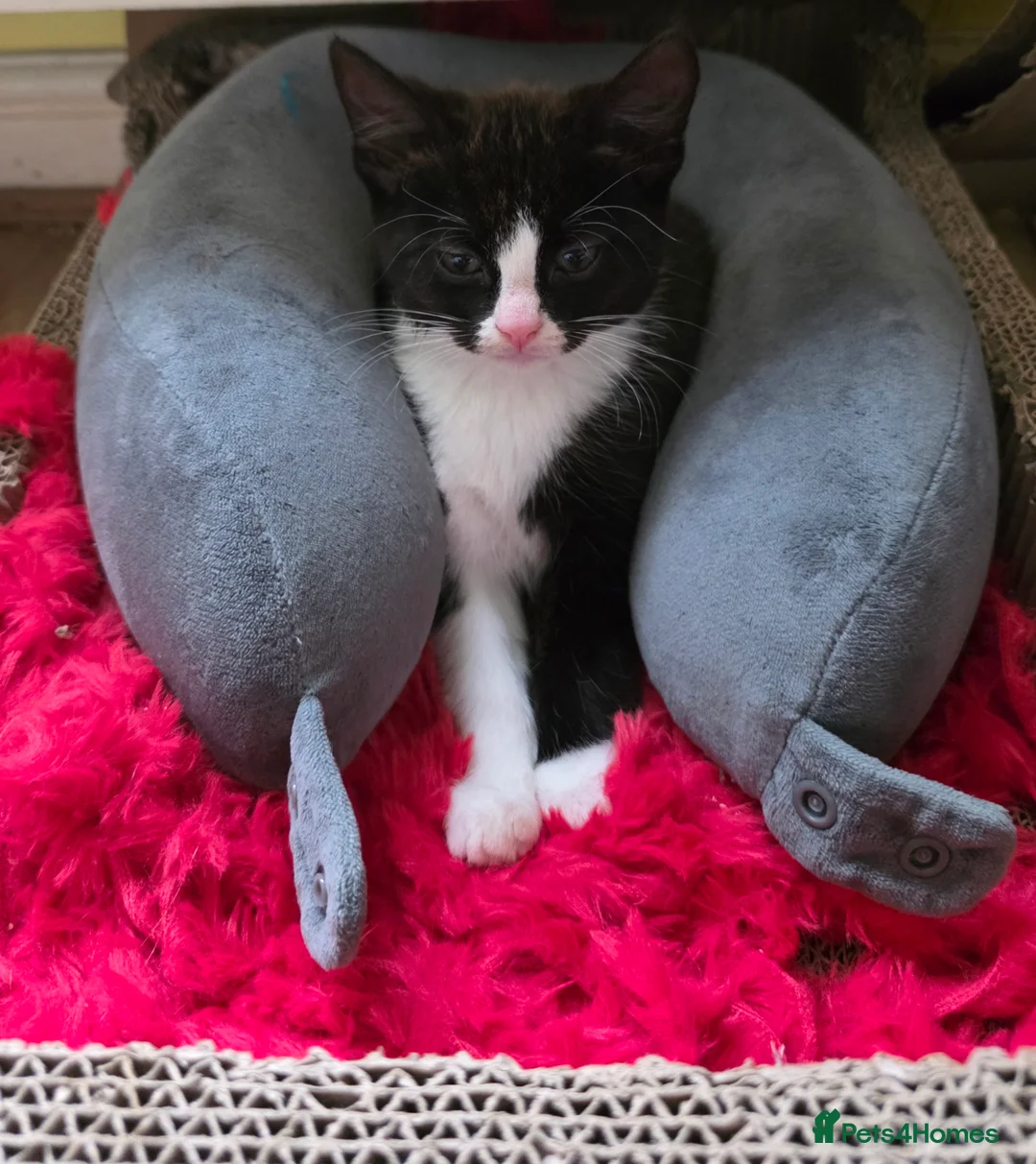 Mixed Breed cats for sale: Kittens for sale! - Advert 16