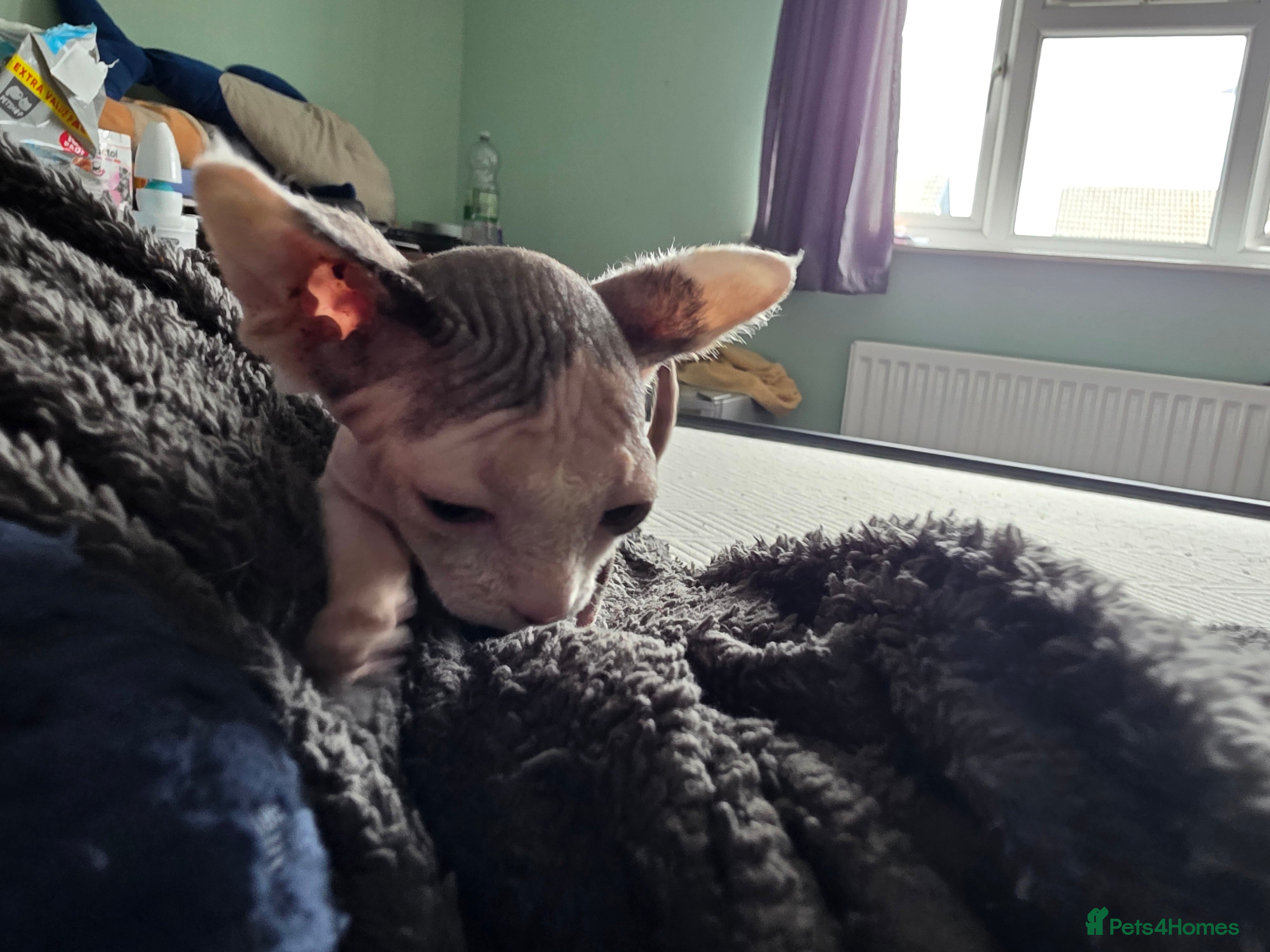 Sphynx cats for sale:  Kittens Ready for Loving Homes - Advert 5