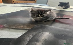 Mixed Breed cats for sale: 2 gorgeous playful kittens - Image 8