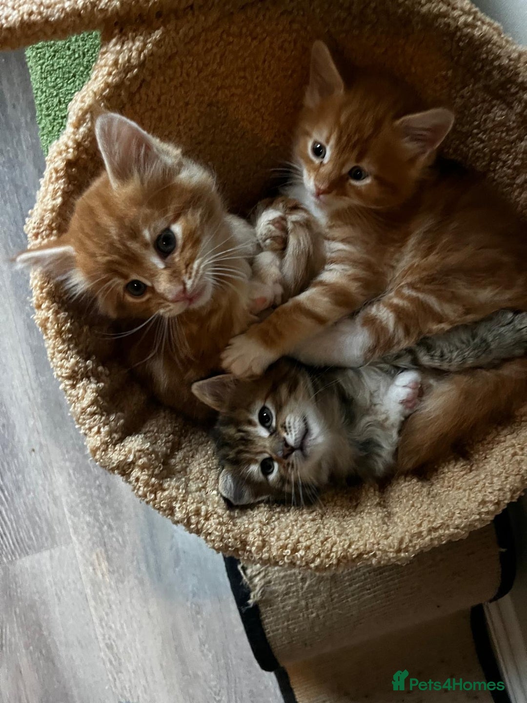 Maine Coon cats for sale: Maine Coon Norwegian Forest cross kittens - Image 20