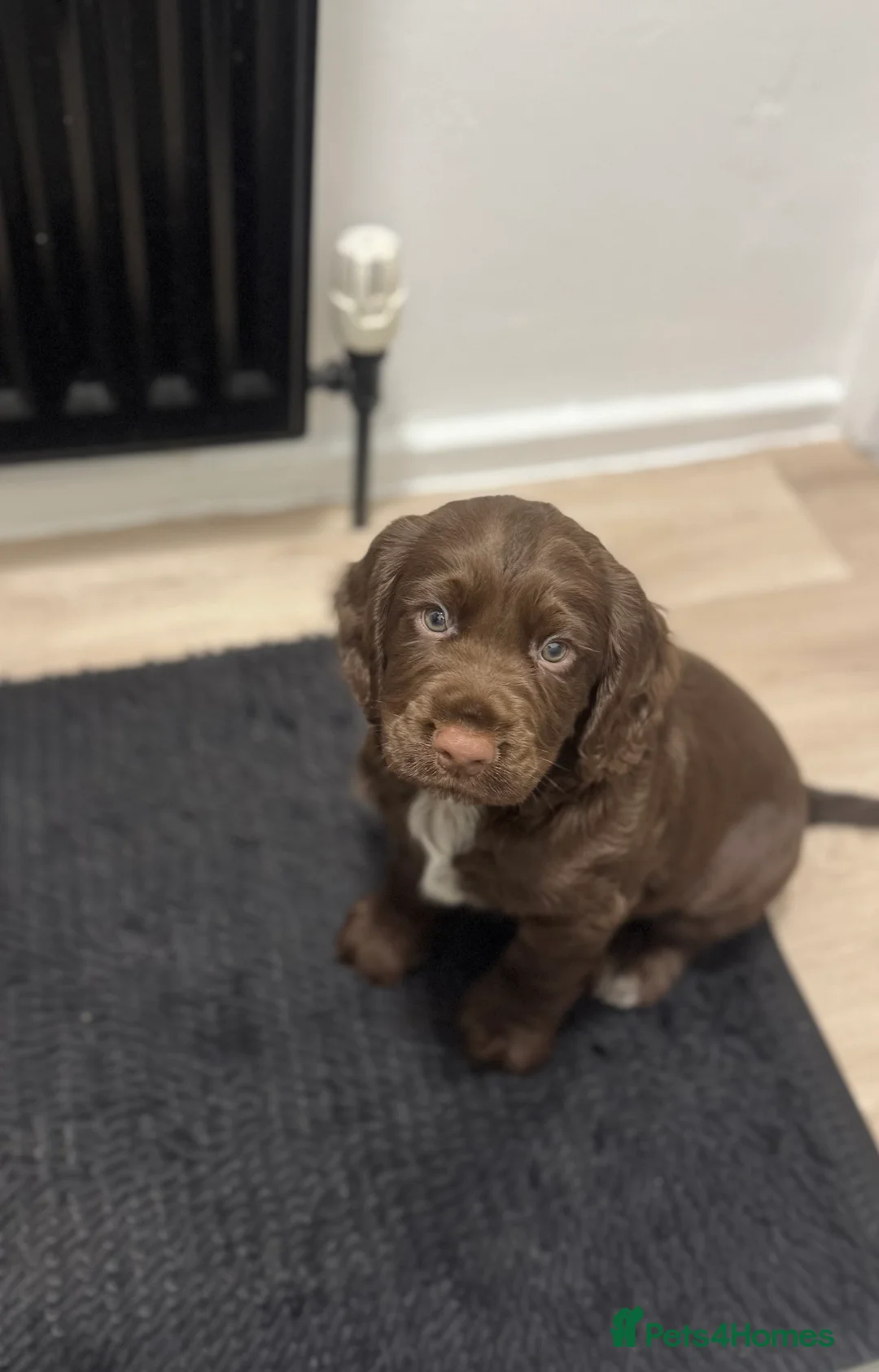 Cocker Spaniel dogs for sale: working cocker spaniel ‘Duke’ - Advert 5