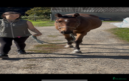 Irish Thoroughbred horses for sale: Companion / project for the further  - Image 8
