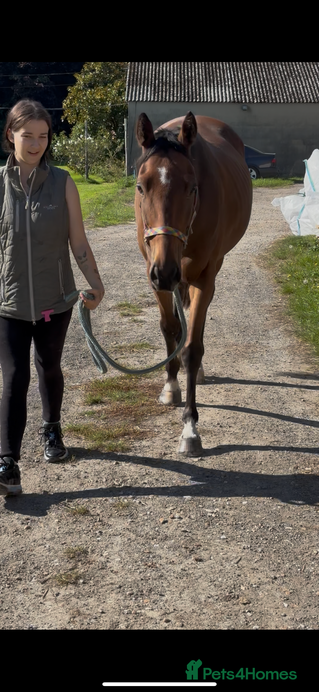 Irish Thoroughbred horses for sale: Companion / project for the further  - Image 8