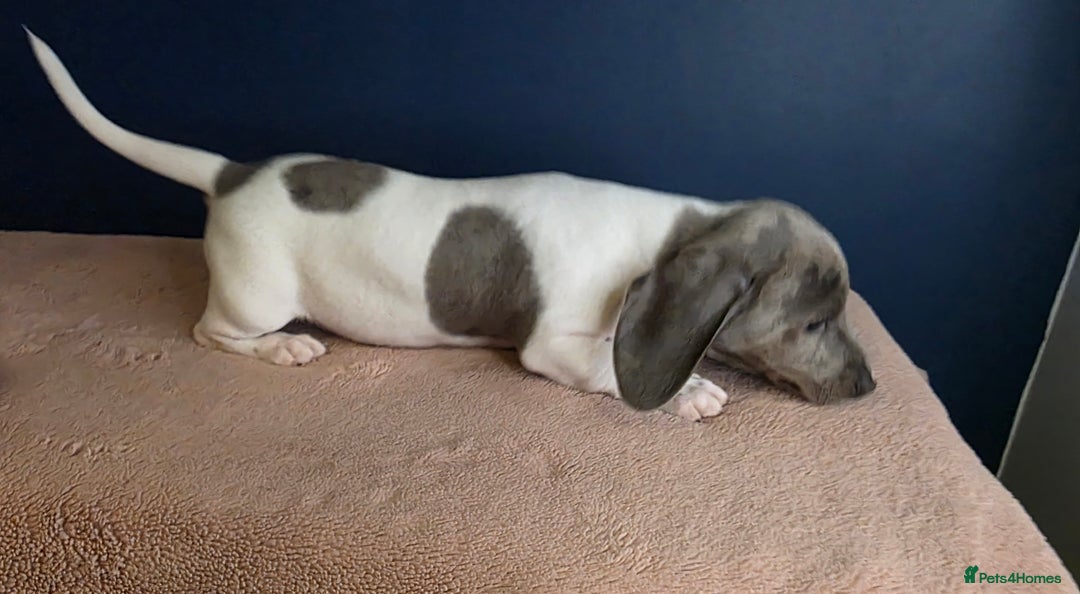 Dachshund dogs for sale: KC Registered Shorthaired dachshunds  - Advert 10