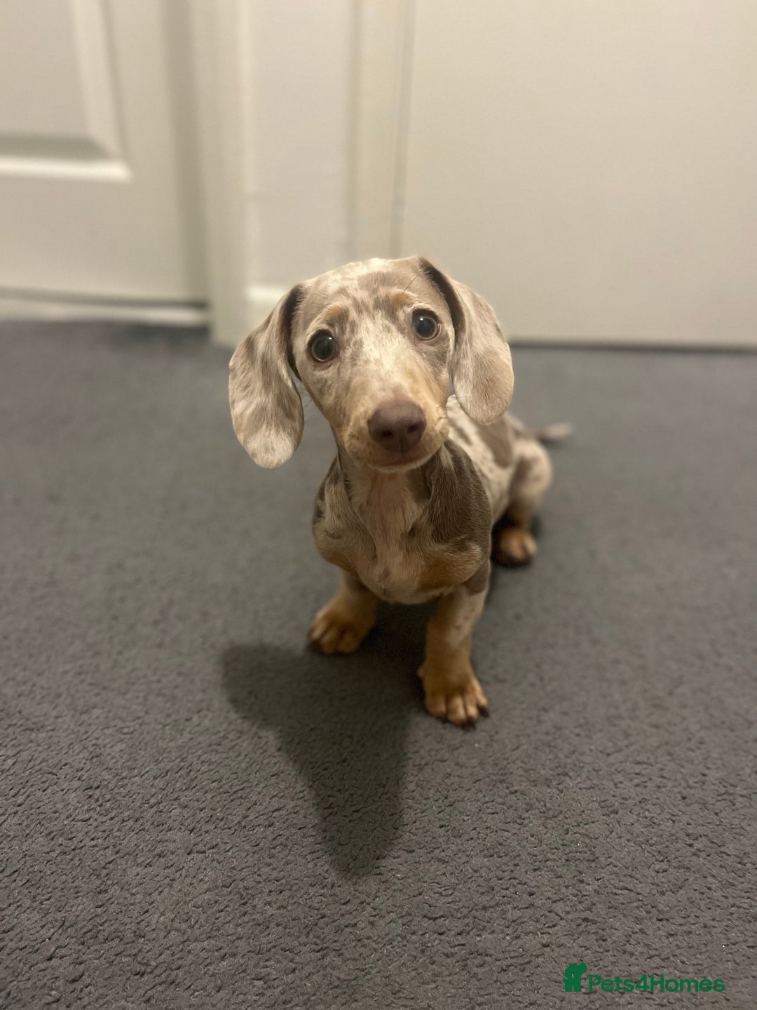 Miniature Dachshund dogs for stud: KC Reg Minature Isabella tan dachshund, For Stud  in Southampton - Advert 2