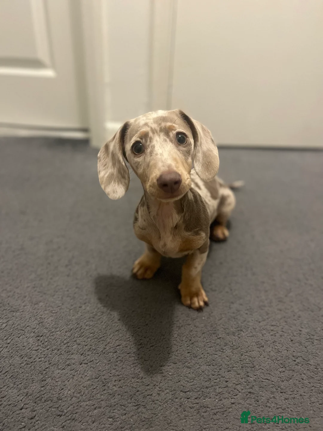 Miniature Dachshund dogs for stud: KC Reg Minature Isabella tan dachshund, For Stud  in Southampton - Advert 2