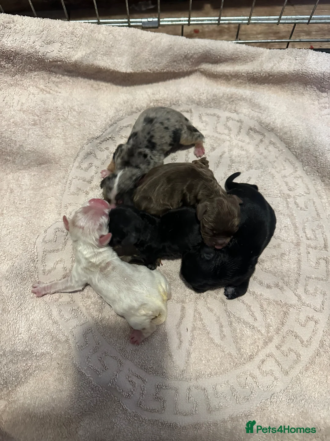 Mixed Breed dogs for sale: American Cocker Spaniel puppies in Brierley Hill - Advert 2