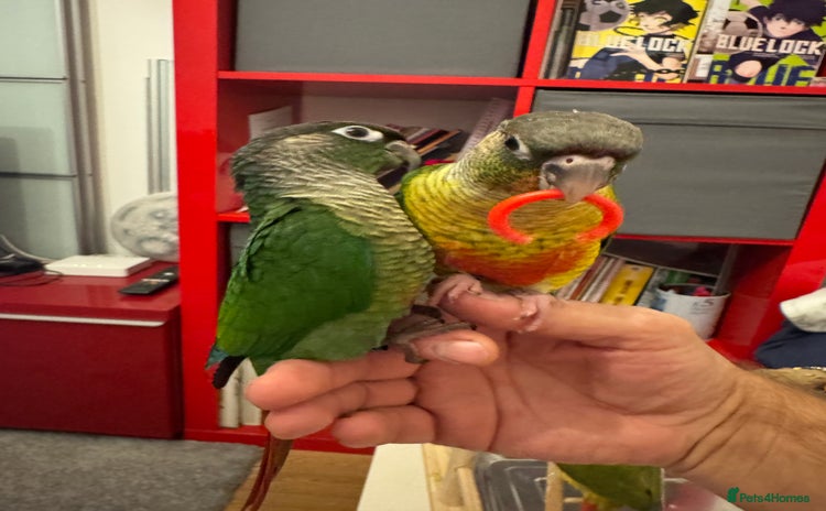 Conures birds - Advert 1