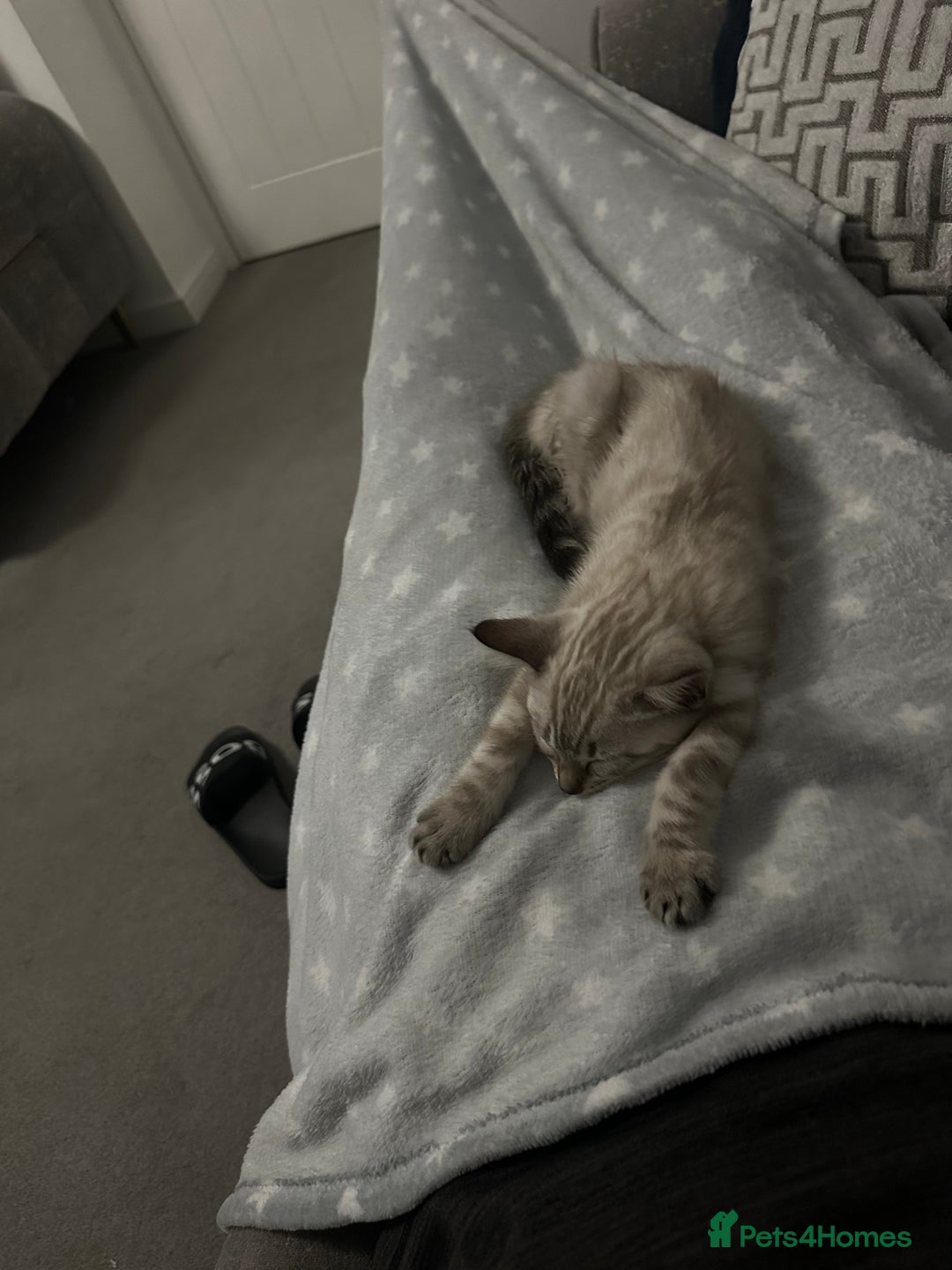 Bengal cats for sale: Snow Bengal kitten  - Advert 5