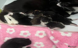 American Curl cats for sale: Kittens for sale  in Newport - Image 3