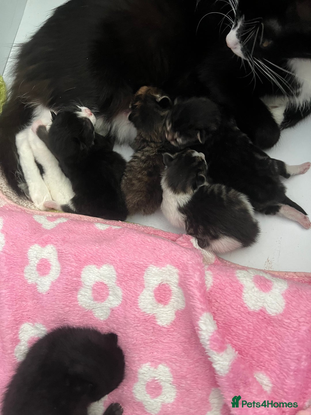 American Curl cats for sale: Kittens for sale  in Newport - Image 3