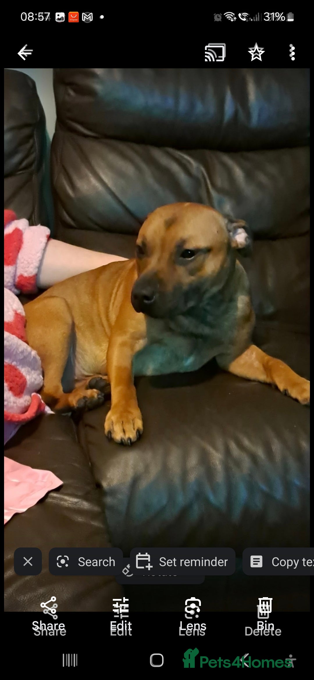 Staffordshire Bull Terrier dogs for sale: Staffordshire Bull terrier male red  - Image 2