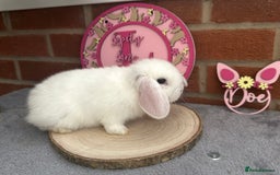 Mini Lop rabbits for sale: Pure Bred Minilops - Image 10