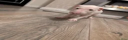 English Bull Terrier dogs for sale: English bull terrier puppies - Advert 15