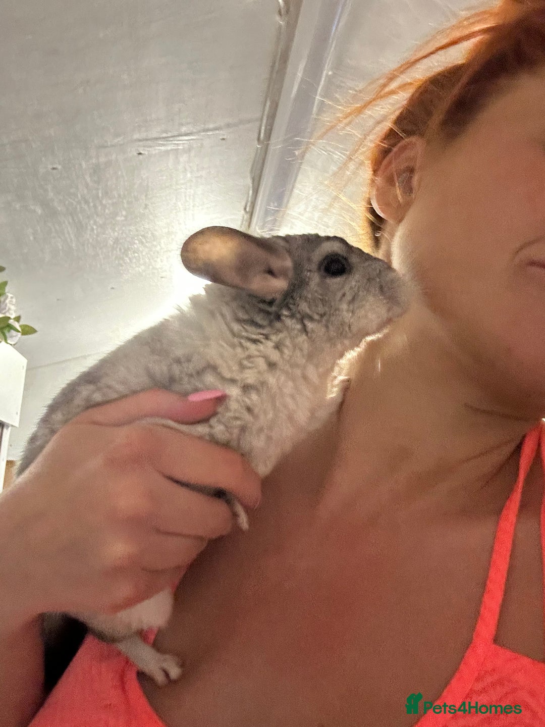 Chinchilla rodents for sale: Various chinchillas for sale  - Image 6