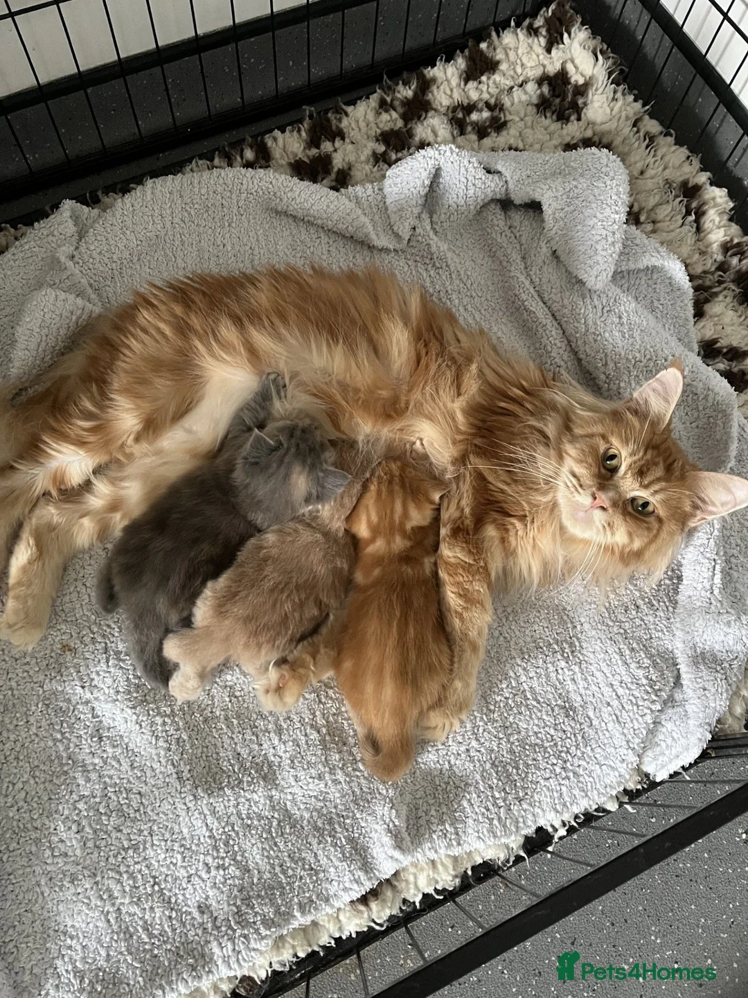 Maine Coon cats for sale: Active TICA RARE Ginger Female - Advert 2