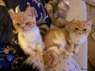 Exotic cats SHOW QUALITY EXOTICS KITTENS - Advert 3