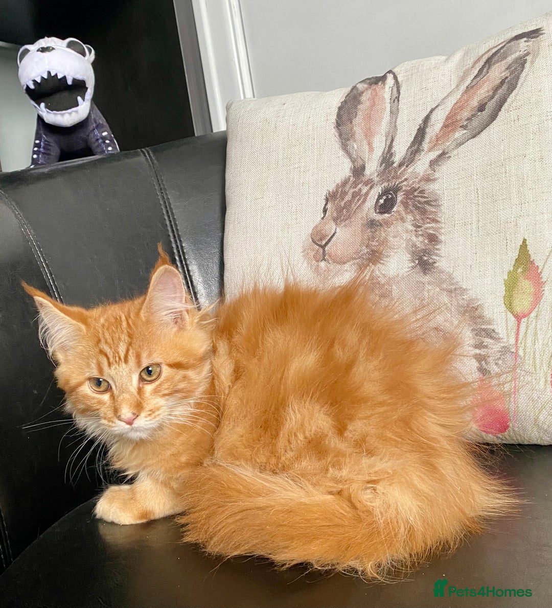 Maine Coon cats for sale: TICA reg Full Pedigree Red Tabby Maine Coon Kitten - Image 9