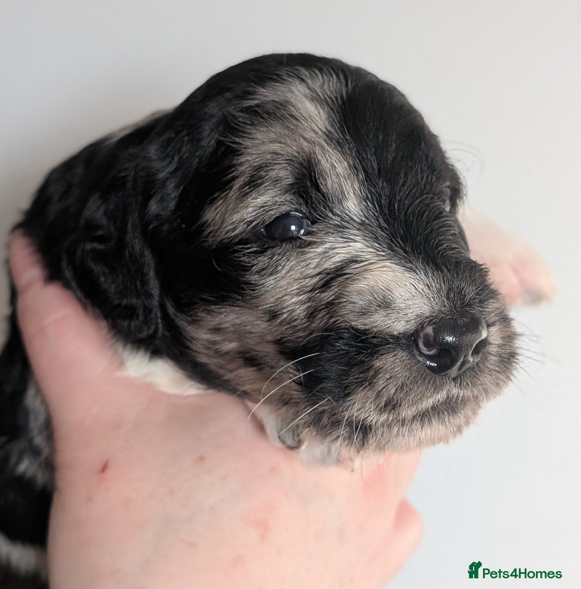 Labradoodle dogs for sale: Unique Labradoodles - Merle, Phantom, Black, Red - Advert 34