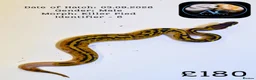 Python Snake reptiles for sale: Ball Pythons for Sale - Advert 4