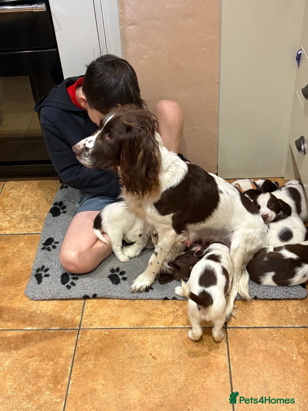 English Springer Spaniel dogs for sale: One boy left from a litter of ten.  - Advert 1