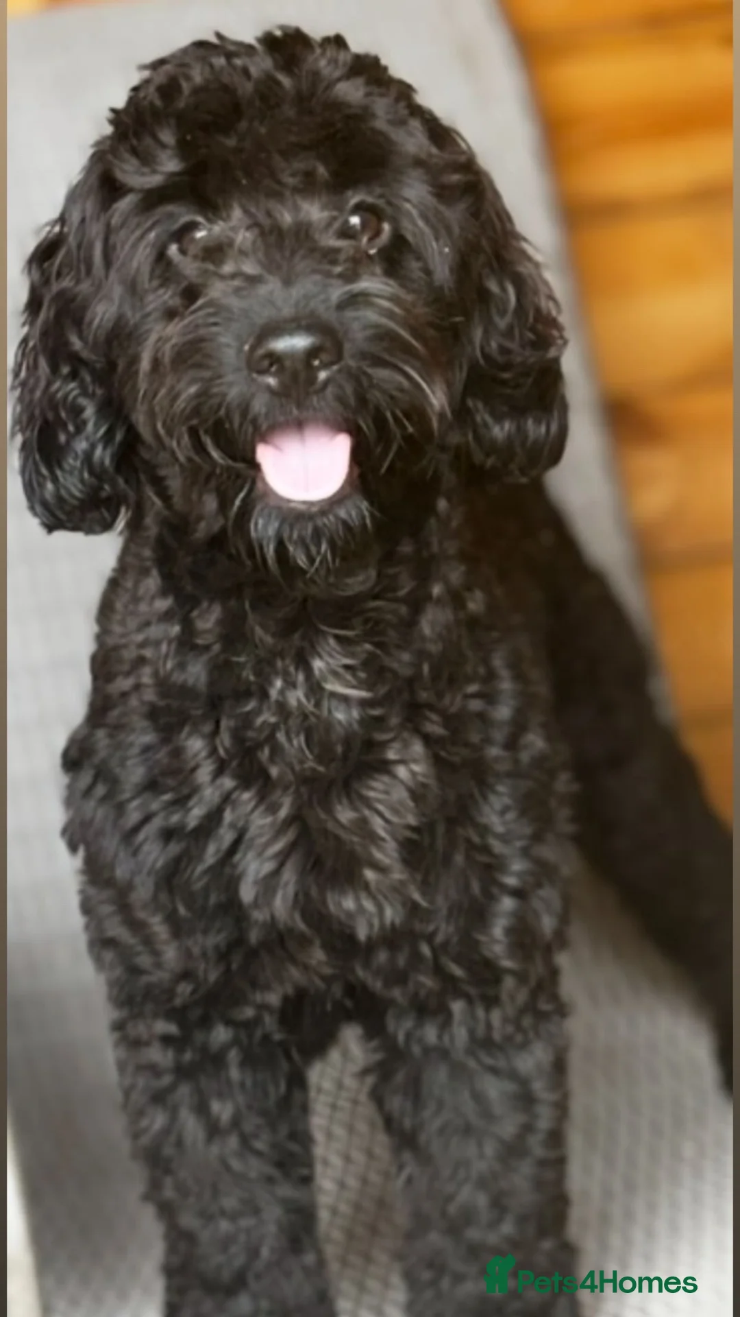 Cockapoo dogs for sale: F1 B cockerpoos  - Advert 22
