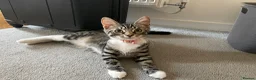 Mixed Breed cats for sale: 5 month old female kitten (mum is a Maincoon) - Advert 3
