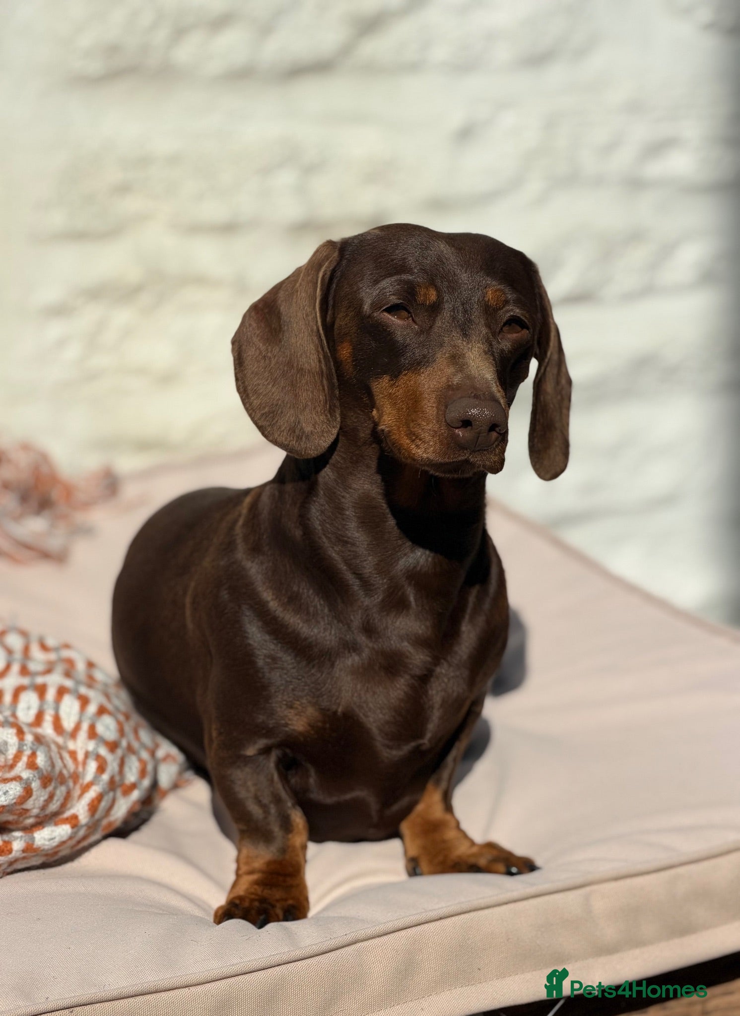 Miniature Dachshund dogs Chocolate and Tan Miniature Dachshund- Stud - Advert 3