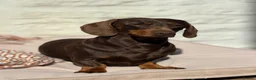 Miniature Dachshund dogs for stud: Chocolate and Tan Miniature Dachshund- Stud - Advert 1