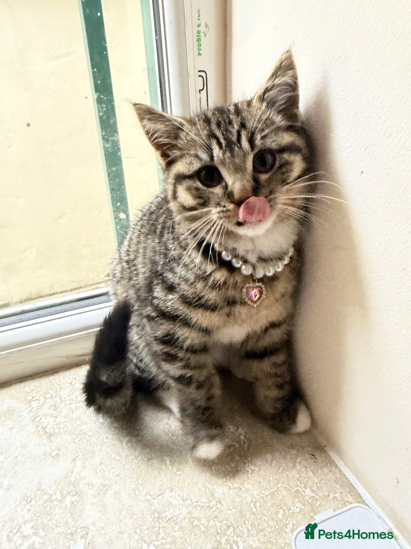 American Shorthair cats 6 Month Old Kitten 🐾 - Advert 1