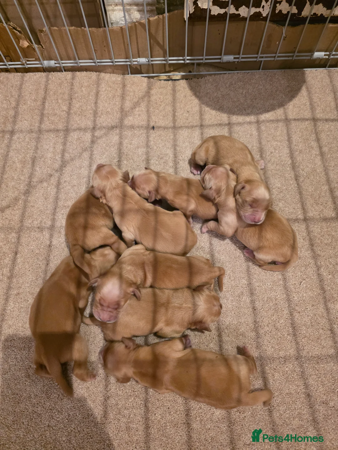 Golden Retriever dogs for sale: Kc registered golden retrievers  - Advert 5
