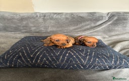 Miniature Dachshund dogs for sale: Stunning Brindle Dachshunds  - Image 19