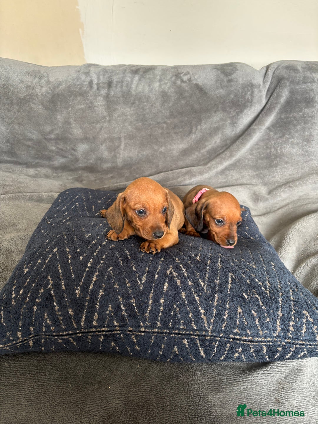 Miniature Dachshund dogs for sale: Stunning Brindle Dachshunds  - Image 19