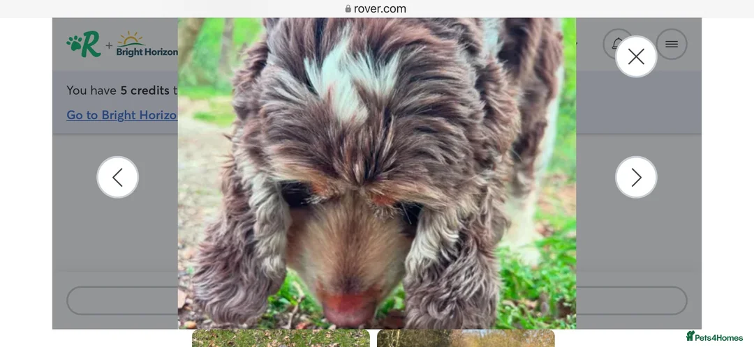 Cocker Spaniel dogs for sale: Frank – 6-Year-Old Cocker Spaniel - Advert 3