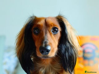 Miniature Dachshund dogs Meet our beautiful boy Tequila! - Advert 2