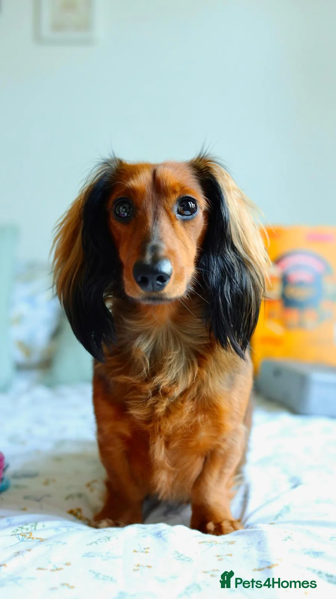 Miniature Dachshund dogs for stud: Meet our beautiful boy Tequila! - Advert 1