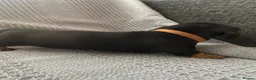 Miniature Dachshund dogs for sale: Beautiful Black and Tan miniature dachshund  - Advert 13